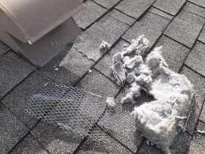 lint blown out from dryer vent